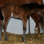 ROMO - Out of Invitation To Fame (Owned by Seaside Farm LP)